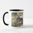 Search for squirrel eating mugs Animal