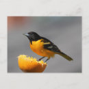 Search for oriole postcards Nature