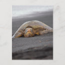 Search for turtle beach postcards Hawaii