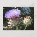 Search for artichoke postcards Purple