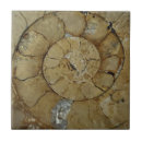 Search for fossil tiles Ammonite