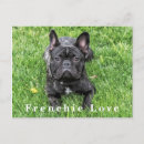 Search for frenchies postcards Dog lover