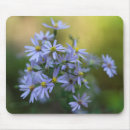 Search for aster mousepads Purple asters