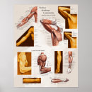 Search for arm muscle posters Forearm
