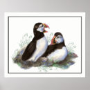 Search for puffin art Watercolor