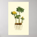 Search for hellebore posters Floral