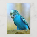 Search for budgie postcards Australia
