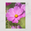 Search for cosmo postcards Photography