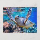 Search for coral reef life postcards Ocean