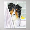 Search for sheep dog posters Sheltie
