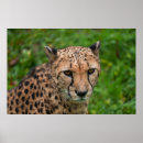 Search for cheetah spots posters Wildlife