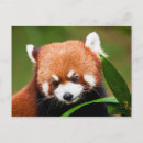 Search for panda postcards China