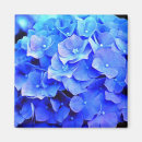 Search for hydrangea magnets Blue hydrangeas