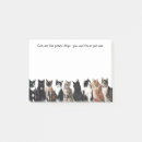 Search for cats are like potato chips Crazy cat lady