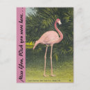 Search for flamingo postcards Vacation