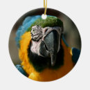 Search for macaw christmas tree decorations Nature