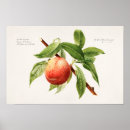 Search for bough posters Vintage