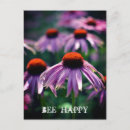 Search for echinacea postcards Garden