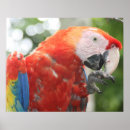 Search for footed posters Bird