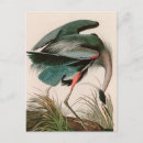Search for birds of america postcards Heron
