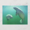 Search for florida manatee postcards Wildlife