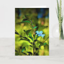 Search for cherry blossom tree cards Nature