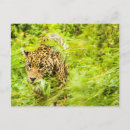 Search for cheetahs photography Nature