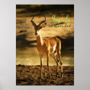 Search for impala posters Antelope