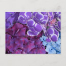 Search for hydrangea shrubs Plant