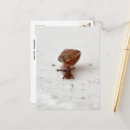 Search for snail photography Nature