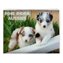 Search for australian shepherd calendars Puppies