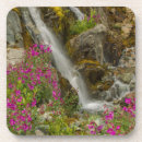 Search for glacier bay coasters Flower