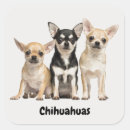 Search for chihuahua puppies stickers Funny