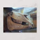 Search for of skull postcards Bones
