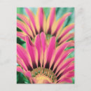 Search for pink petals postcards Floral
