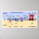 Search for chloroplast Membrane