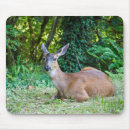 Search for resting mousepads Photography