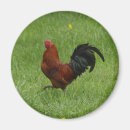 Search for rooster magnets Poultry