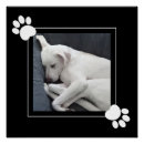 Search for cute dog paw posters Simple