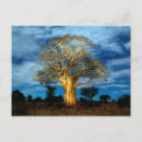 Search for baobab tree Forest