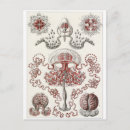 Search for ernst postcards Biology