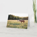 Search for gelding cards Photography