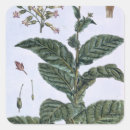 Search for collection stickers Botanical