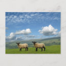 Search for lamb postcards Easter