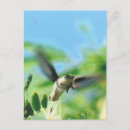 Search for mimosa tree postcards Photography