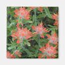 Search for wildflower magnets Chuck haney