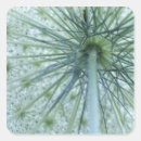 Search for queen annes lace stickers Nature
