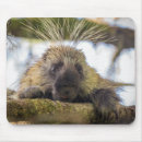 Search for paulson mousepads Glacier bay