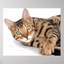 Search for cat lying down posters Kitten