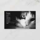 Search for pet photography business cards Cats